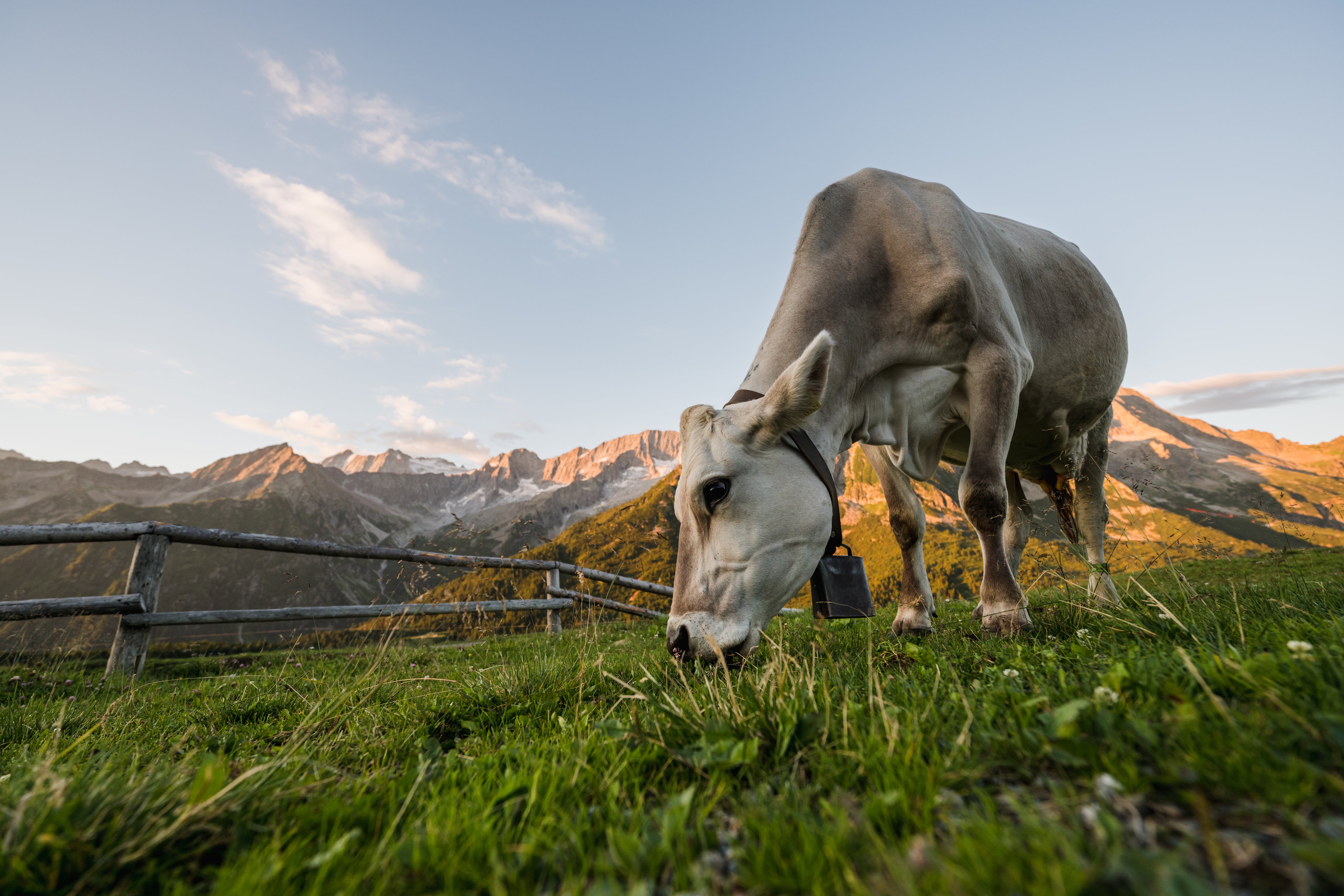 VACCHE AL PASCOLO IN MALGA PASSO DEL TONALE